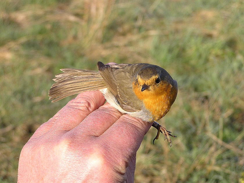 European Robin, Sundre 20050510